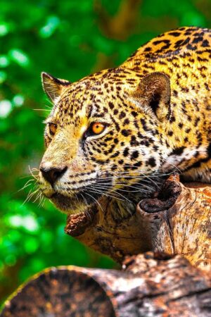 Ultimate Wild Animals Collection